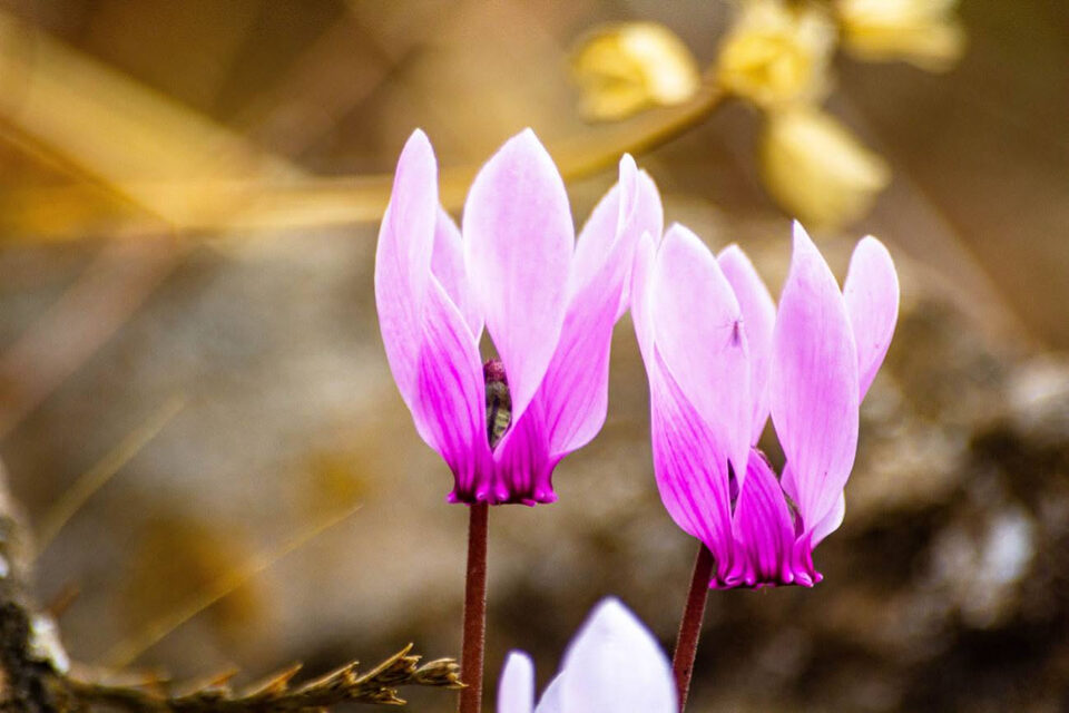 Primo piano di fiori rosa di ciclamino con un piccolo insetto sui petali