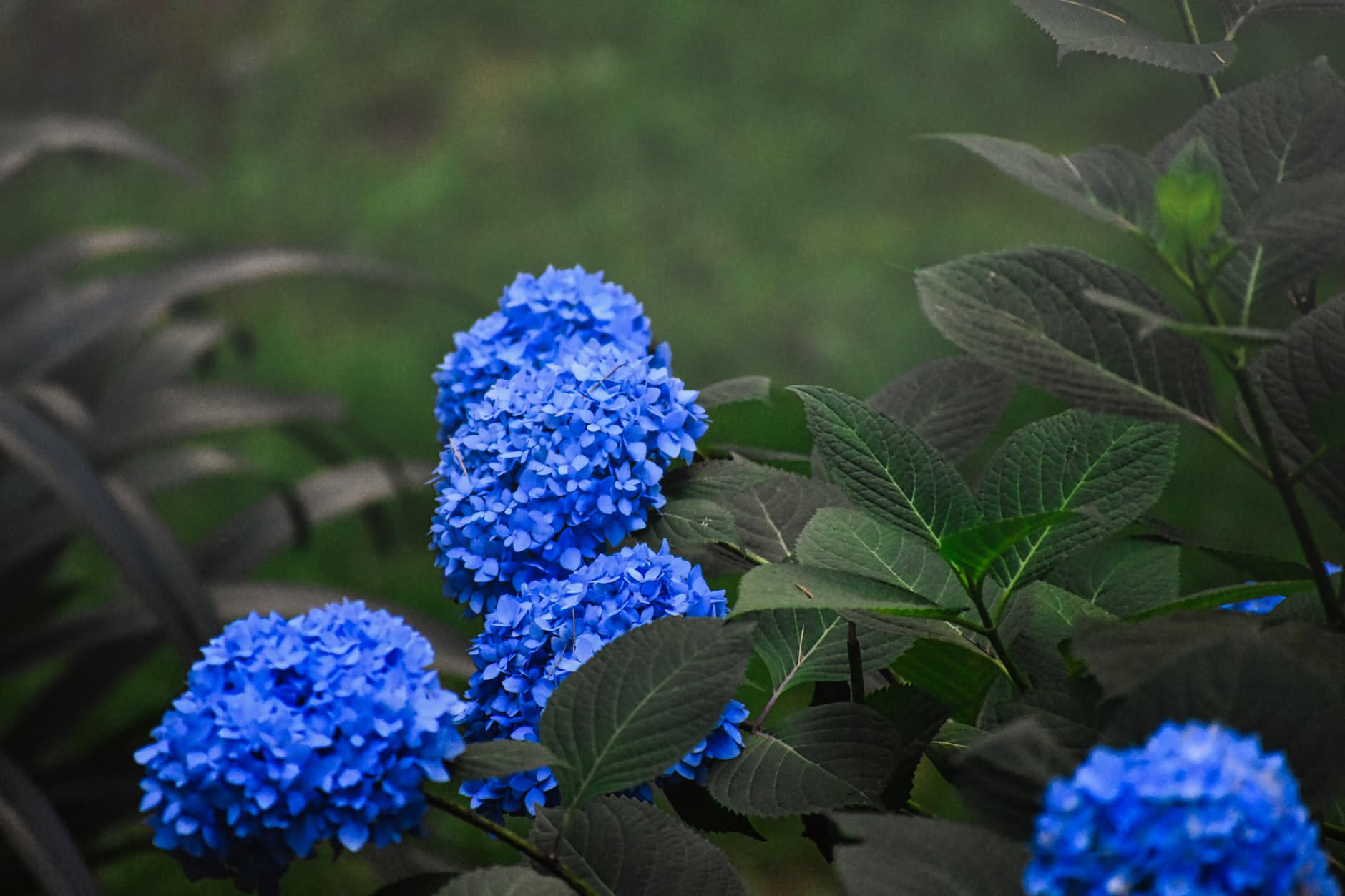 Annaffiare piante: quanta acqua dare alle ortensie nei giorni freddi
