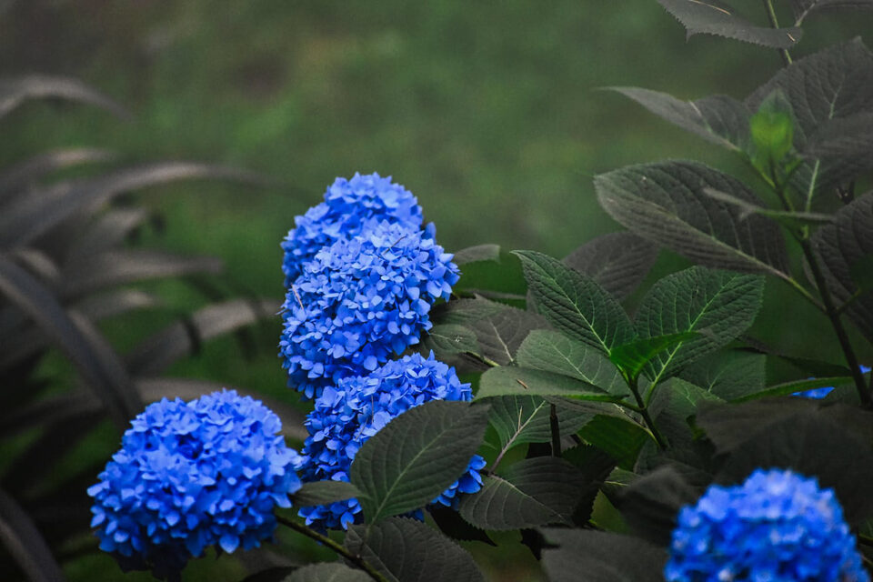 Annaffiare piante: quanta acqua dare alle ortensie nei giorni freddi