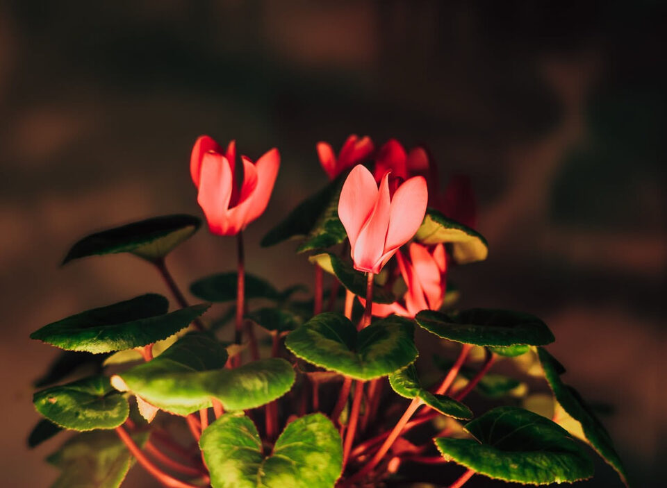 Ciclamino rosso illuminato con fiori eretti sopra le foglie