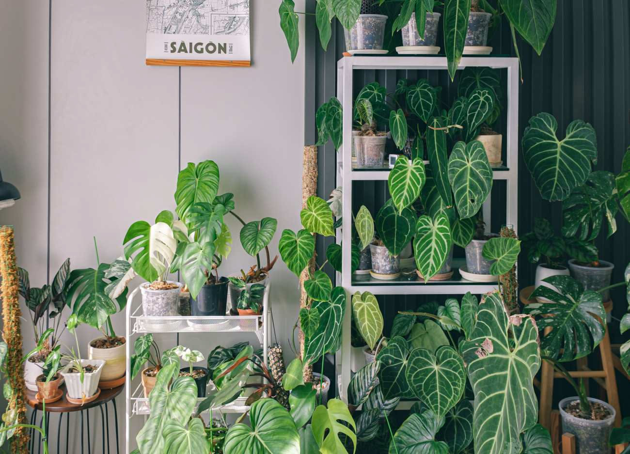 Perché il Pothos è una delle piante più facili da tenere in casa