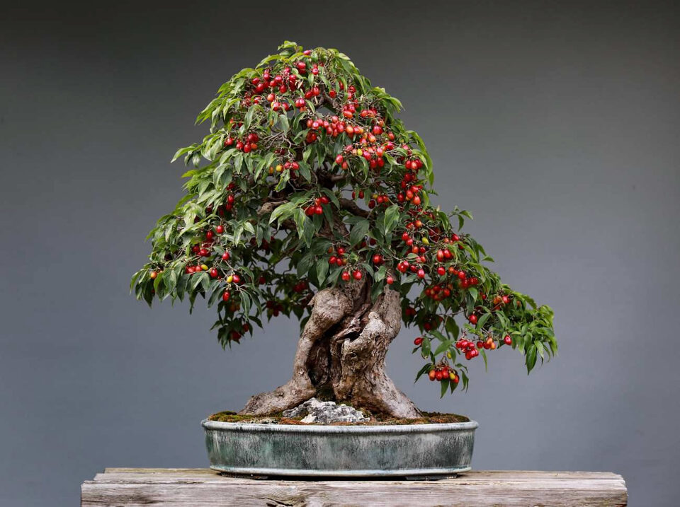 Bonsai con tronco sinuoso, vecchio e fortemente conico
