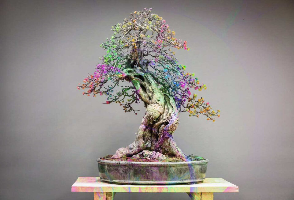 Bonsai con grande tronco vecchio, cavità e corteccia irregolare
