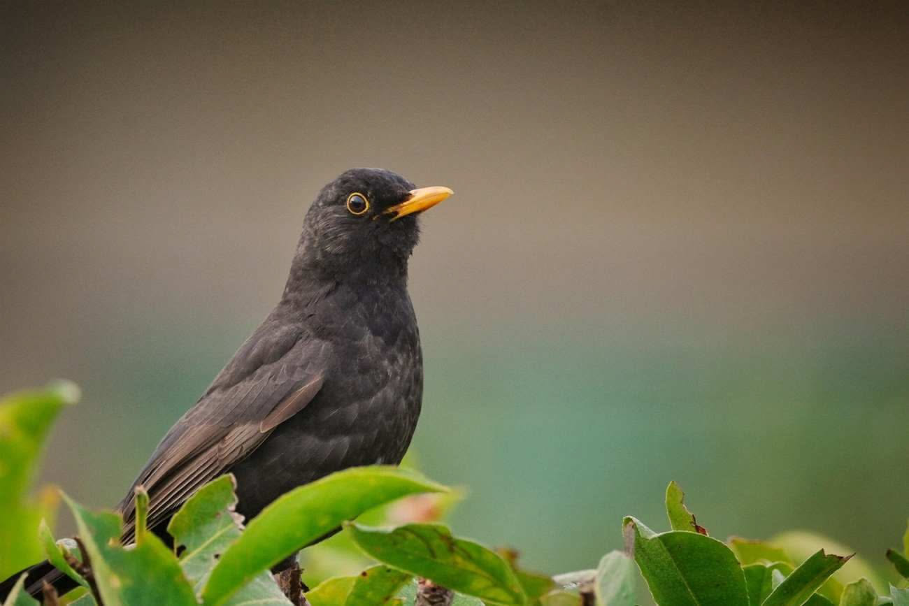 Merli in giardino: quali insetti mangiano e quali frutti possono rovinare