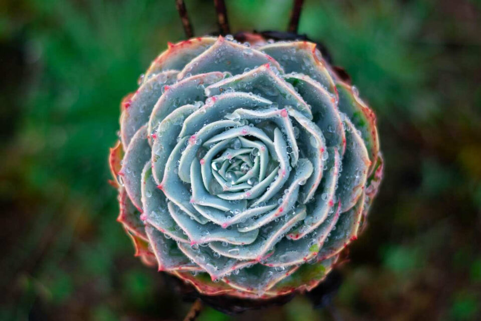 Rosetta succulenta con punte rosse