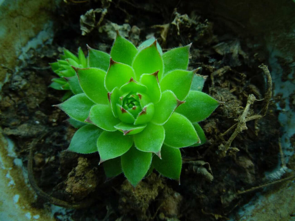 Succulenta con rosetta principale e nuova crescita laterale