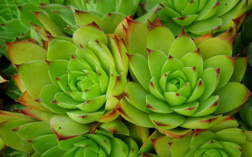 Più rosette succulente cresciute vicine