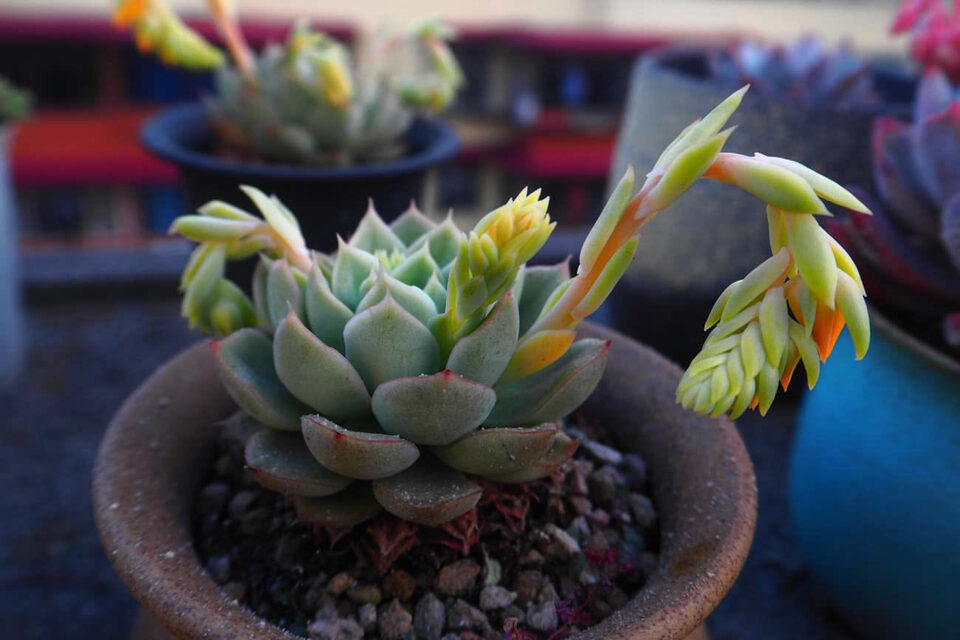 Succulenta a rosetta con steli fiorali