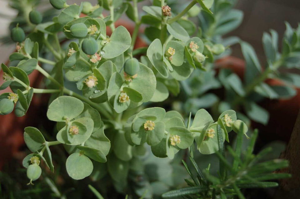 Succulenta verde con strutture fiorali tondeggianti