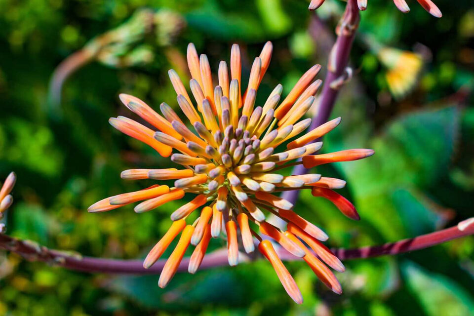 Infiorescenza arancione di una pianta succulenta