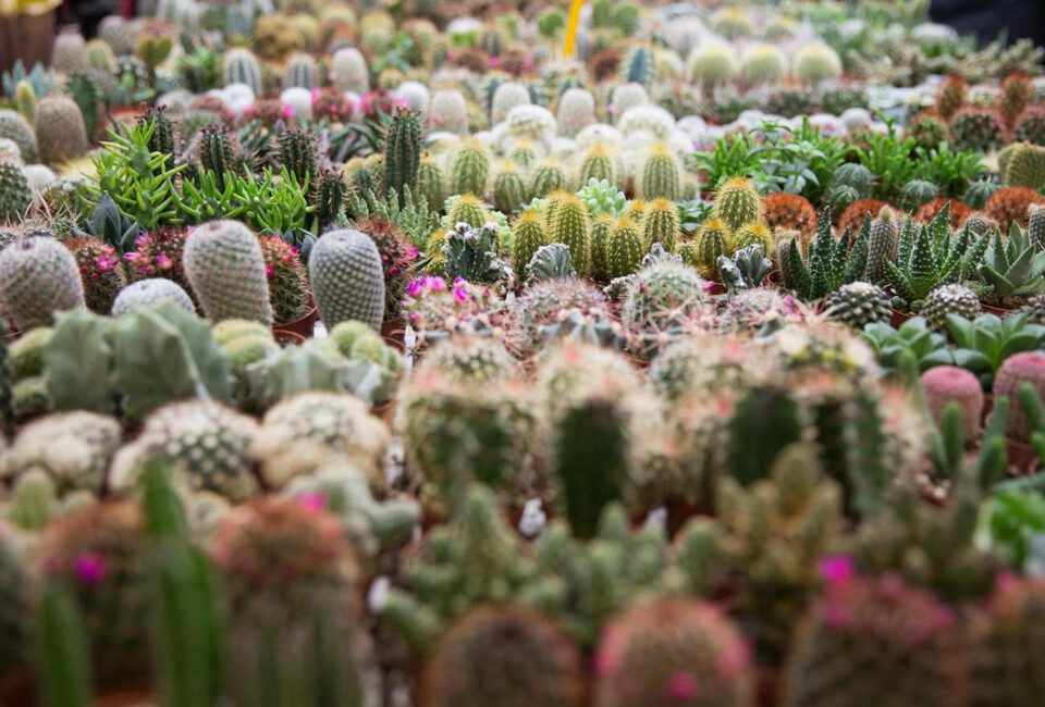 Ampia raccolta di cactus e succulente