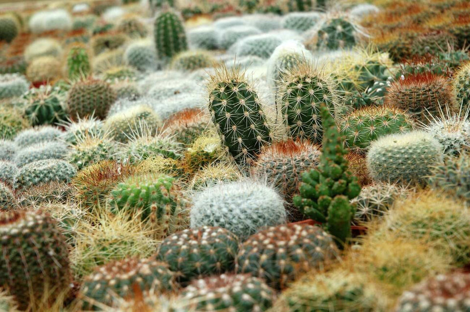 Gruppo di cactus di forme differenti