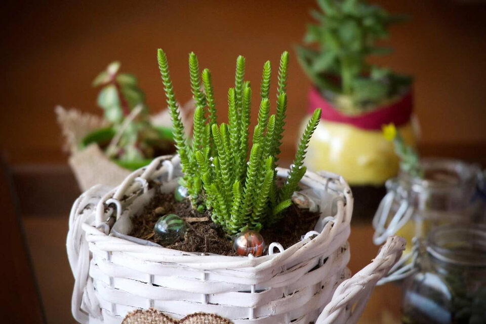 Succulenta a crescita verticale in contenitore