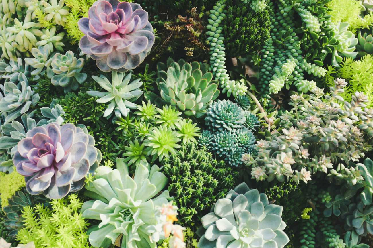 Piante grasse sul balcone in autunno: 6 segnali da osservare per capire se stanno bene