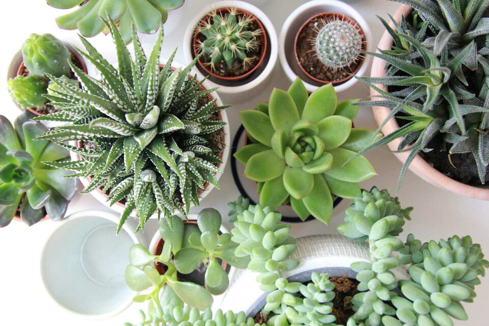 Piante grasse in vaso di forme diverse viste dall'alto