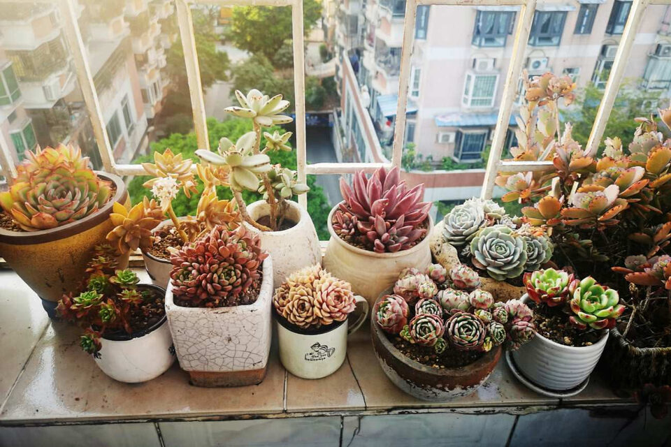 Numerose piante grasse in vaso su un balcone luminoso