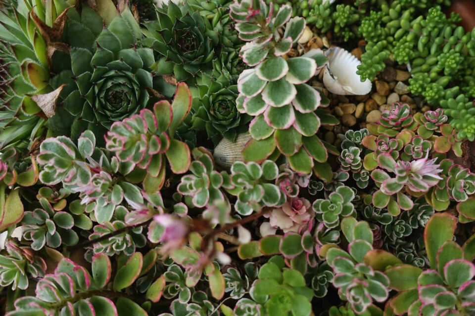 Diverse piante grasse verdi e variegate coltivate insieme