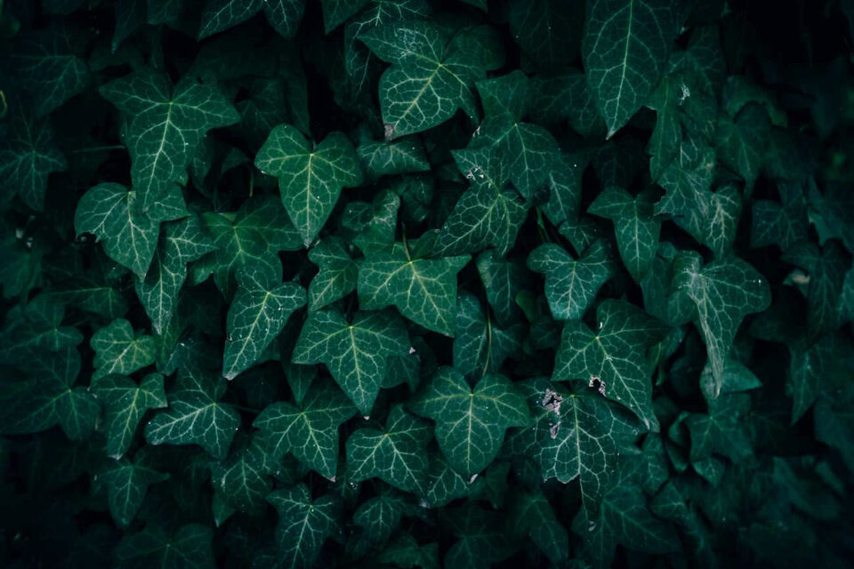 Piante sempreverdi: esempio utile per piante sempreverdi ombra