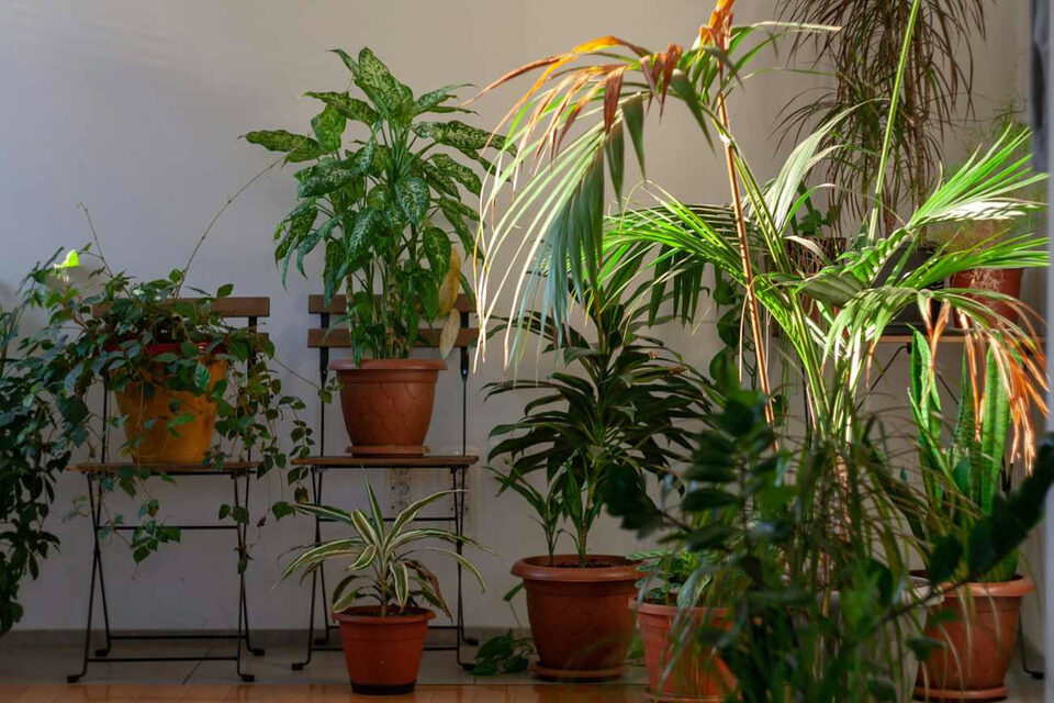 Piante sempreverdi: esempio utile per piante sempreverdi terrazzo
