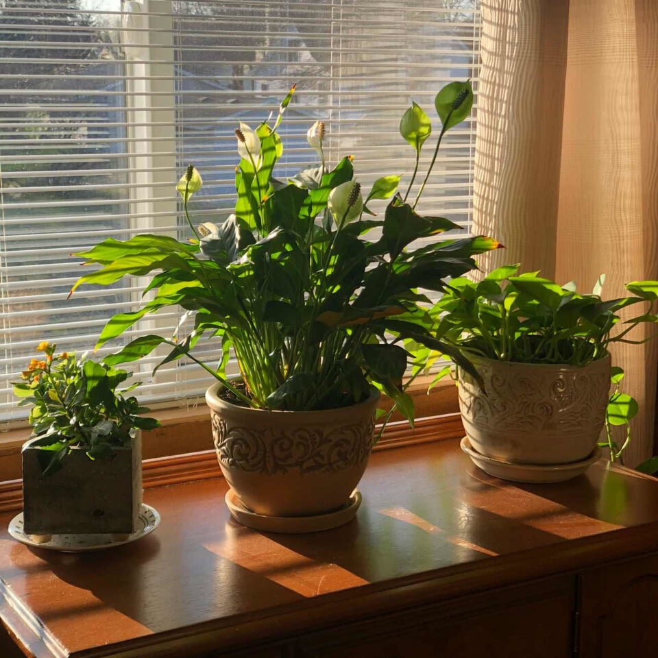 Piante sempreverdi: esempio utile per piante sempreverdi vaso