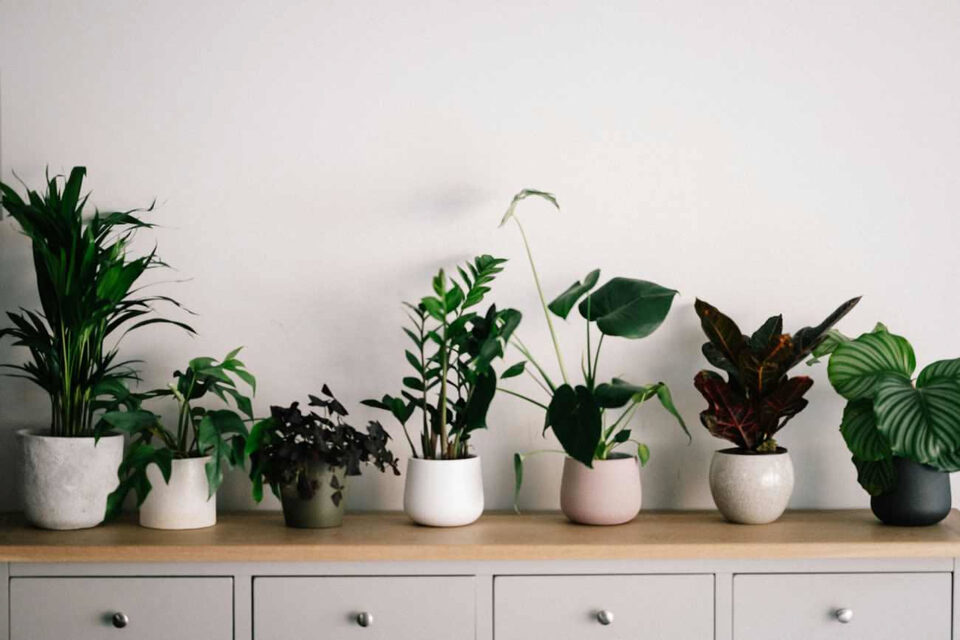 Piante sempreverdi: esempio utile per piante sempreverdi vaso