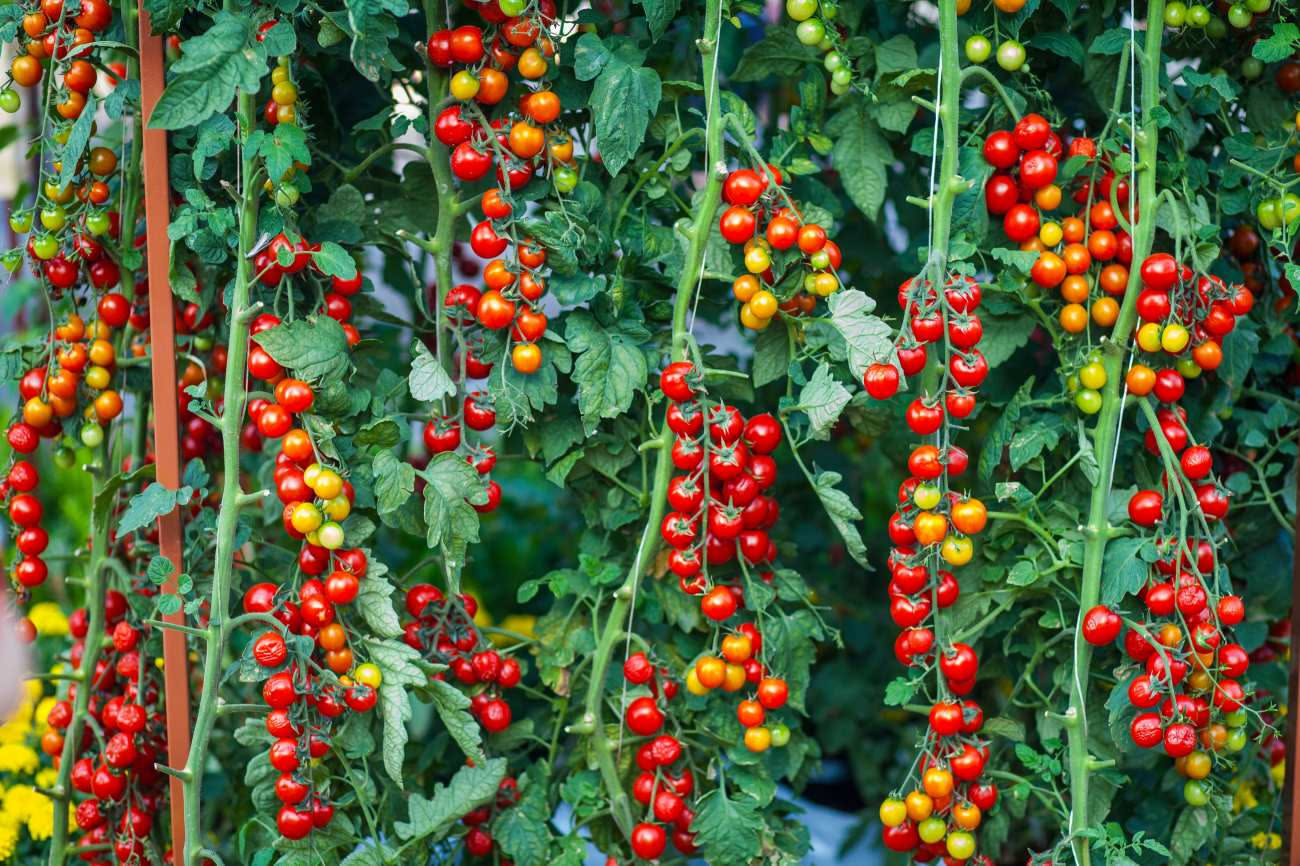 Pomodori a fine settembre: 7 segnali da osservare sulla pianta prima che arrivi il freddo
