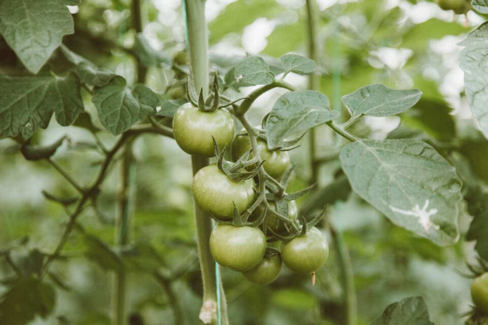 Grappolo di pomodori ancora verdi sulla pianta
