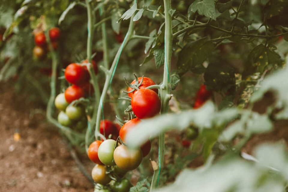 Pomodori verdi e rossi sulla stessa pianta
