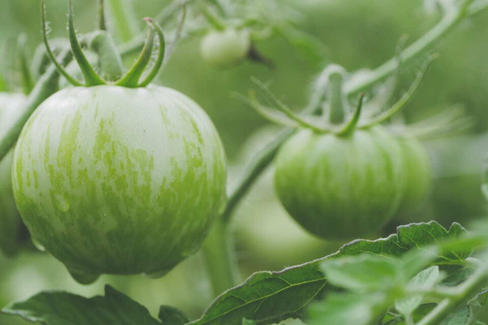 Pianta di pomodoro coltivata in serra con grappoli in sviluppo