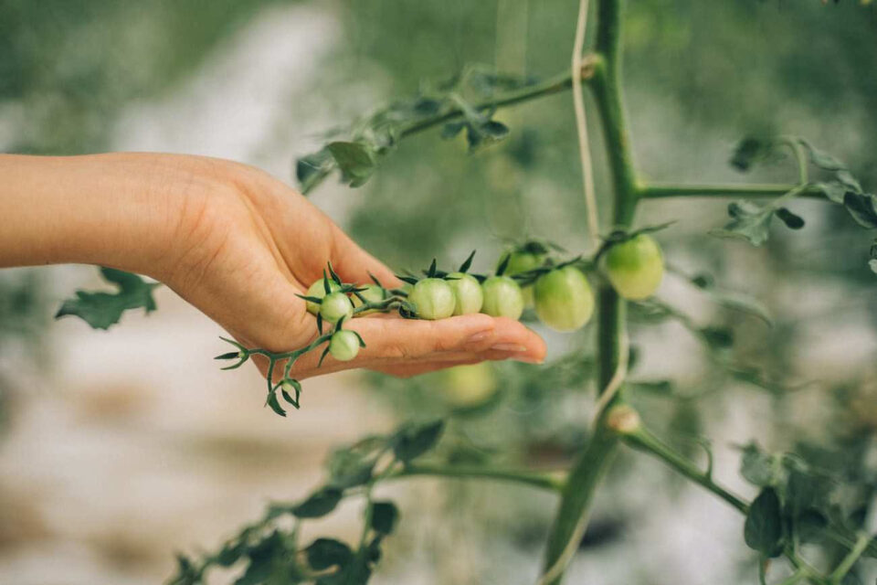 Mano che sostiene un grappolo di piccoli pomodori verdi