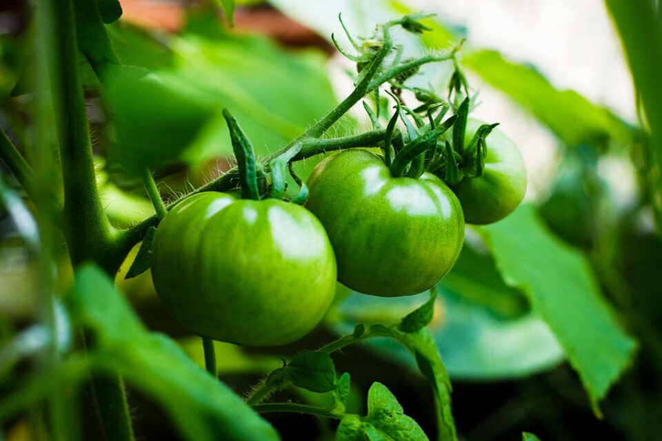 Grandi pomodori verdi ancora attaccati alla pianta