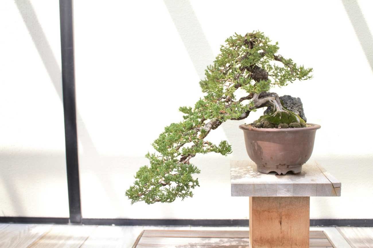 Quando potare un bonsai: cosa ci dice la forma della chioma prima di tagliare