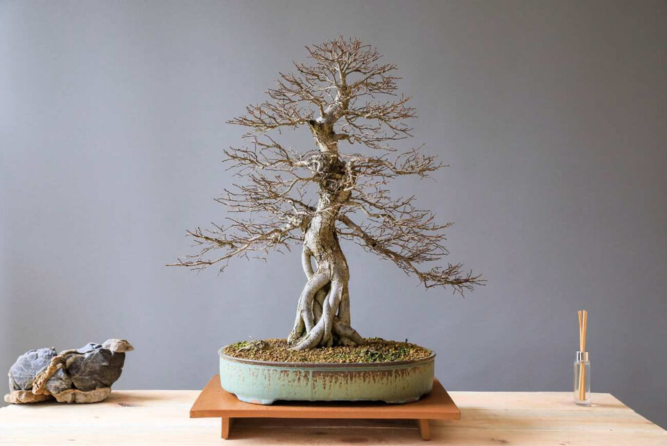 Bonsai spoglio che rende visibile la ramificazione completa