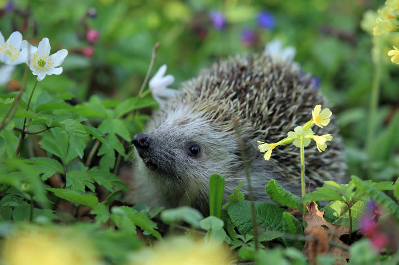 Ricci in giardino: perché sono utili e cosa mangiano durante la notte