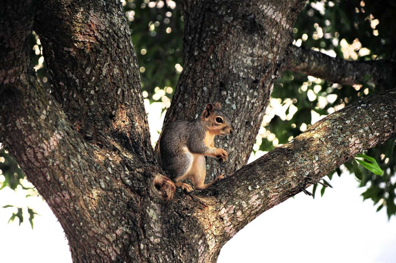 Scoiattoli in giardino: quali piante, bulbi e frutti rischiano di danneggiare