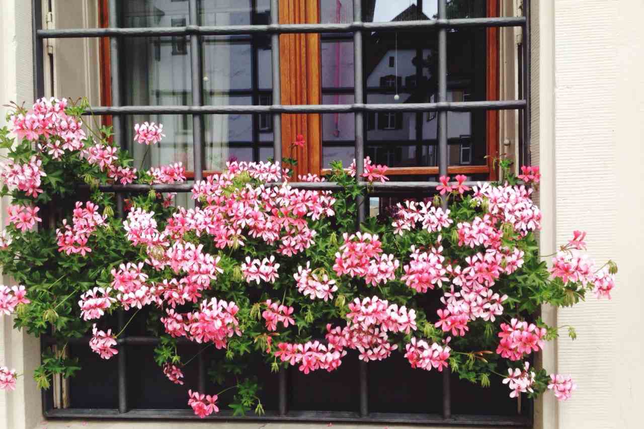 Vuoi fiori tutto l'anno? Le scelte che cambiano il giardino