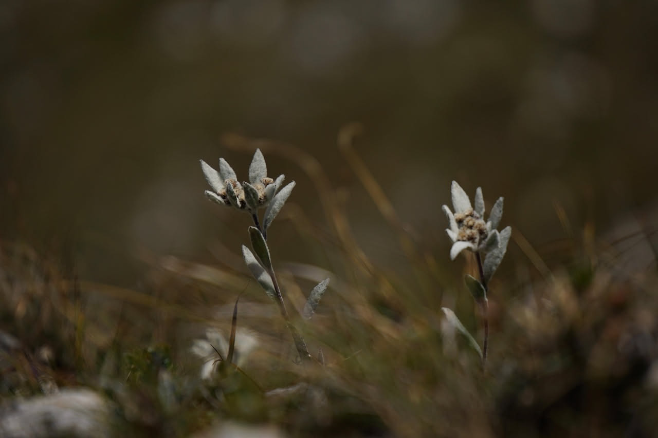 Abbiamo dimenticato la natura: il nostro tesoro perduto