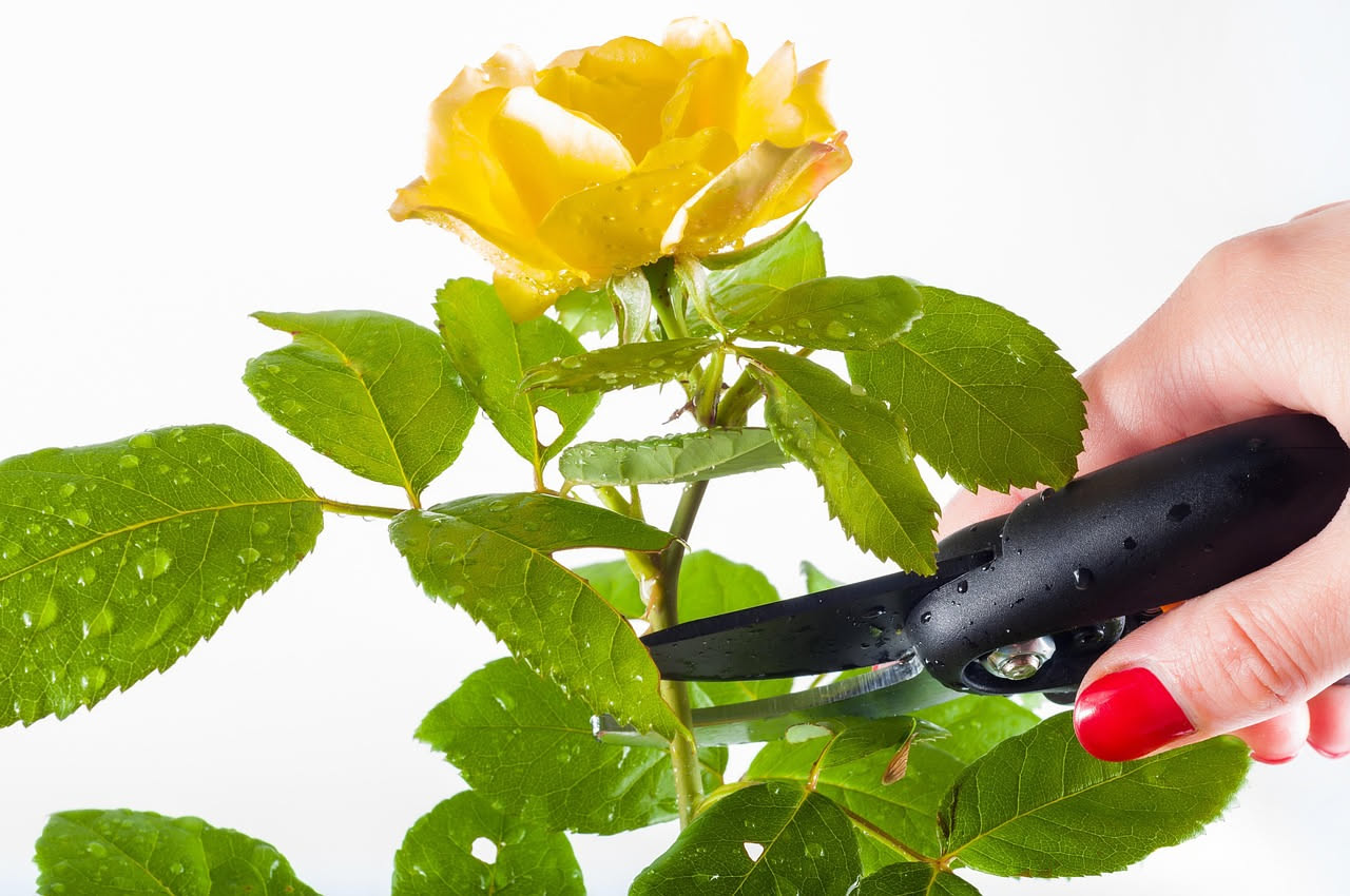 Rose in primavera: potatura perfetta per una fioritura esplosiva
