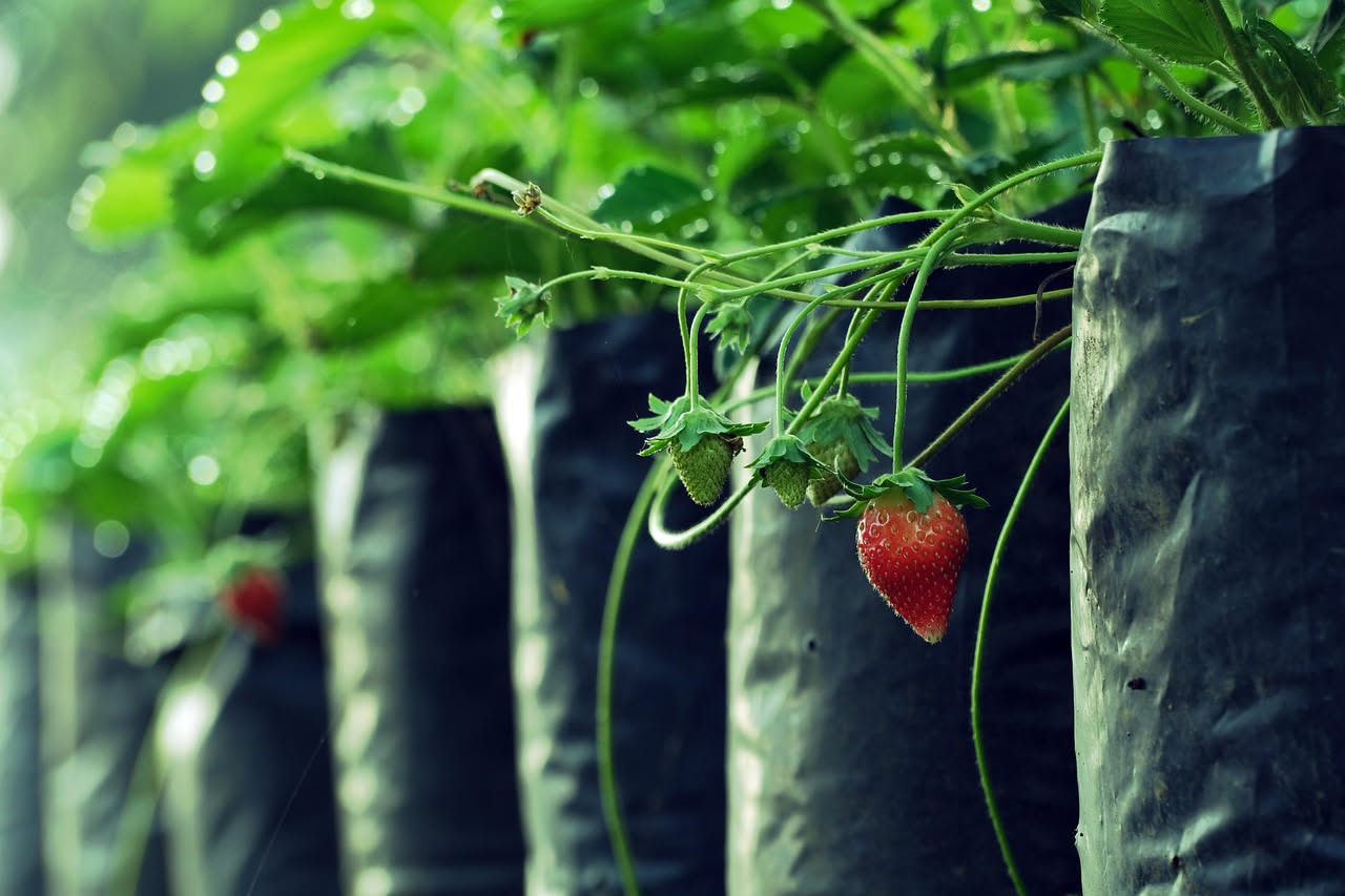 Come coltivare fragole in vaso sul balcone