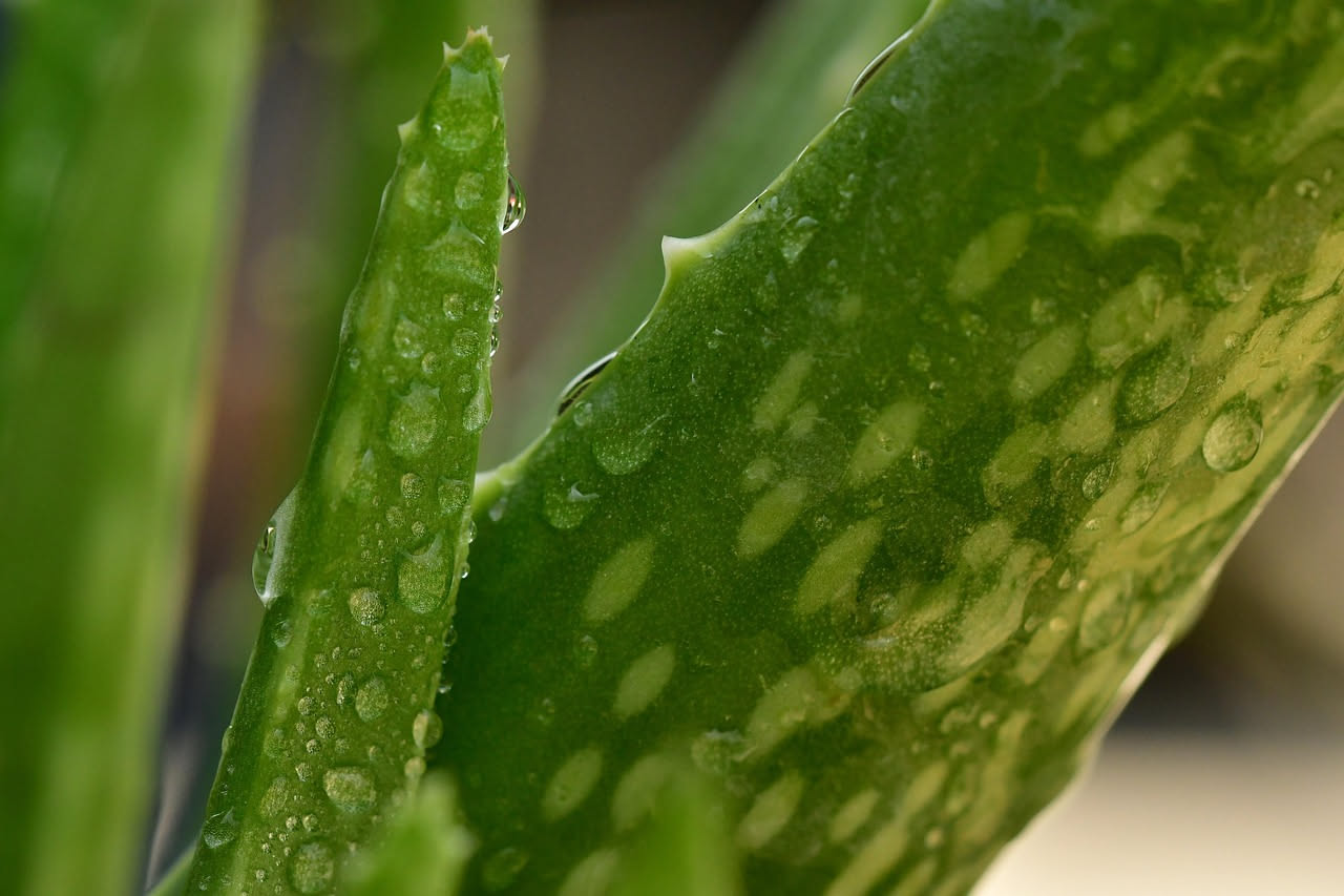 Aloe vera in casa: il segreto per non farla marcire