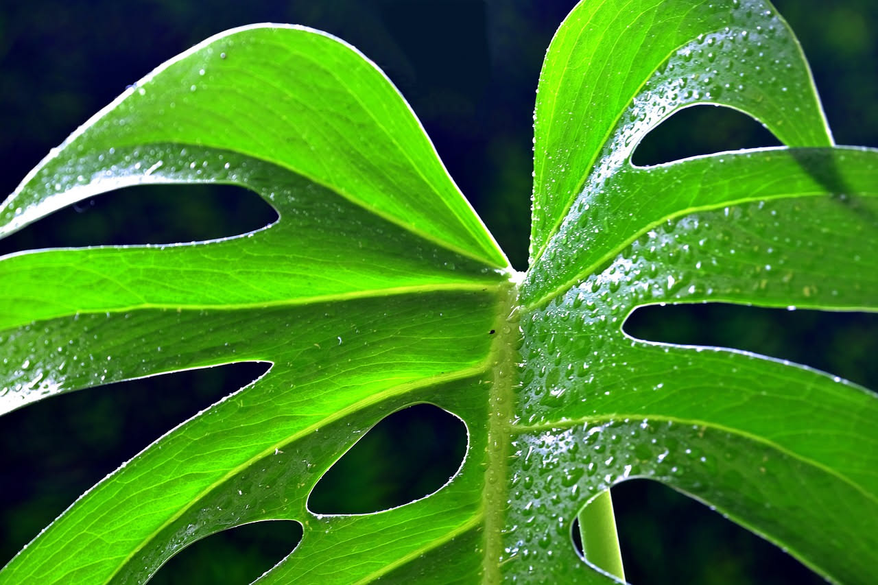 Monstera deliciosa: bastano poca luce e acqua per farla prosperare