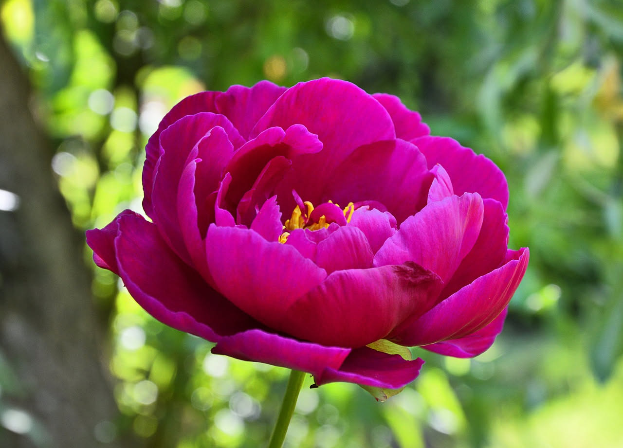 Peonie: il fiore breve che ripaga mesi di pazienza