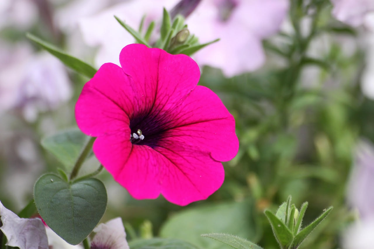 Surfinie, il segreto per fiori che non smettono mai d'estate