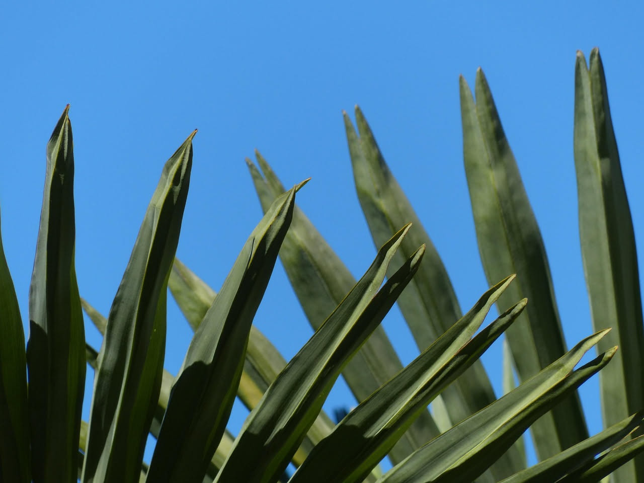 Kentia, la palma da interno che resiste alla luce scarsa e al freddo
