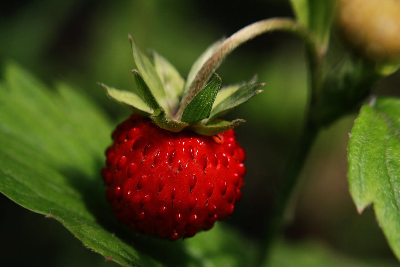 Fragole rifiorenti sul balcone: come raccogliere da maggio a ottobre