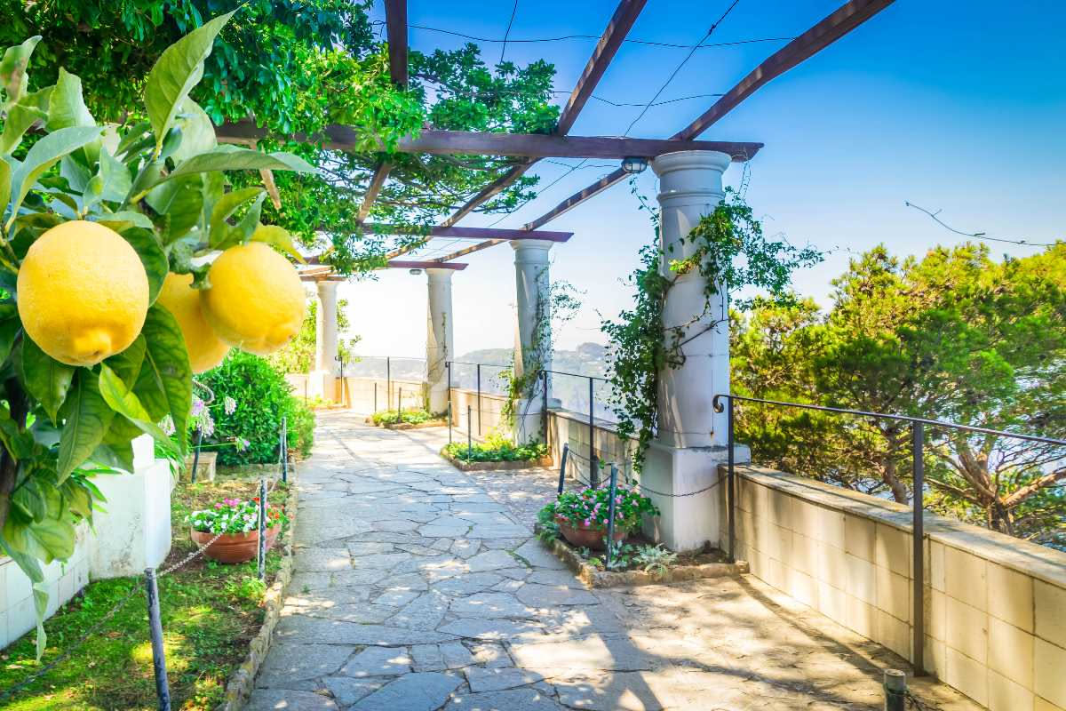 Limone in vaso: come proteggerlo dal caldo estivo