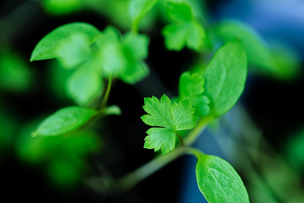 Prezzemolo e basilico in balcone: come coltivarli senza errori