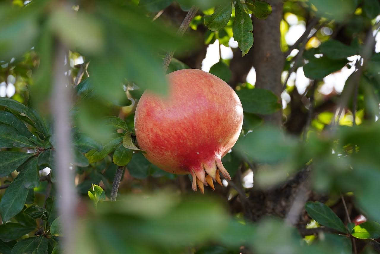 Il melograno, la pianta che custodisce il Mediterraneo da tremila anni