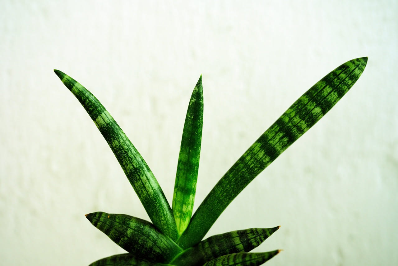 Sansevieria: la pianta che cresce anche se la dimentichi per mesi