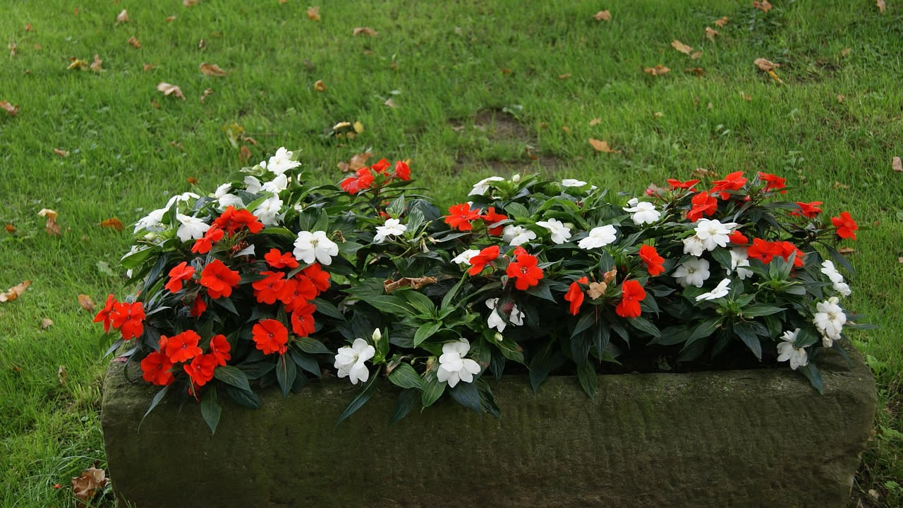 Impatiens: come farla fiorire all'ombra senza farla appassire